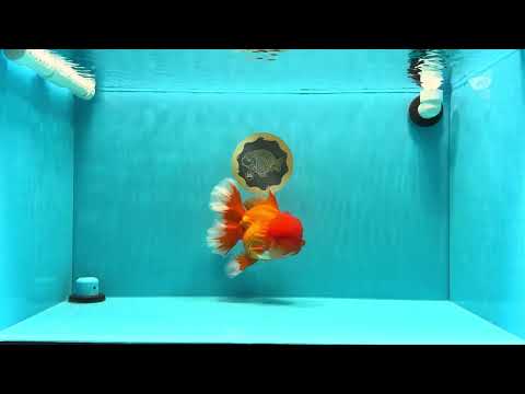 TOMATO AAA Grade Red White Oranda Male 6.5 inches #022026OR_05