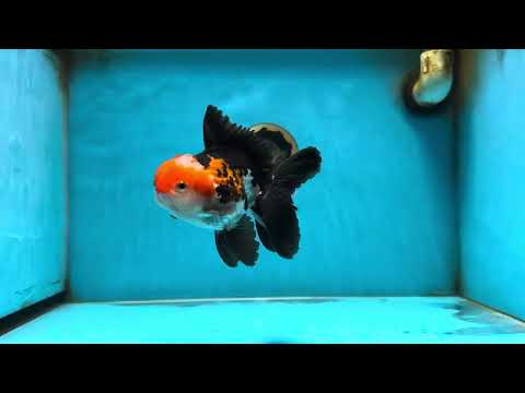 A Grade Tricolor Oranda Male 5-5.5 inches #082225OR_16