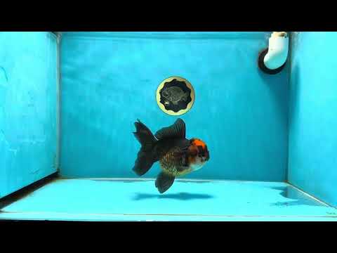 A Grade Molten Lava Tricolor Oranda Female 5 inches #022825OR_12