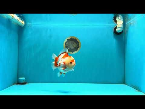 SUPER Cutie AAA Grade Red White Yuanbao Male 5 inches #032726YB_01