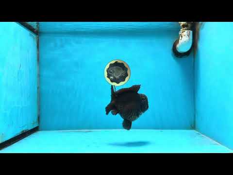 A Grade Black Yuanbao Male 4.5 inches #101725YB_32