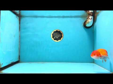 AAA Grade Red White LionQueen 4 inches #112825LC_02