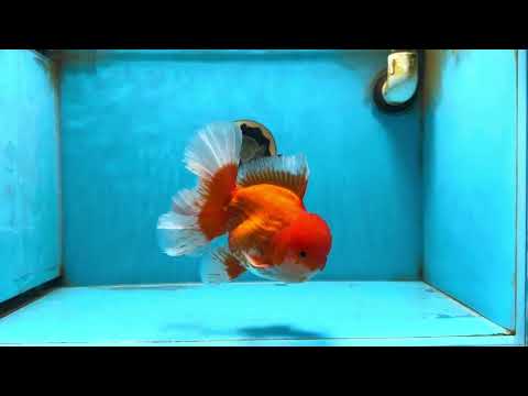 AAA Grade Young Godzilla Red White  Oranda Male 6-6.5 inches #081525OR_10