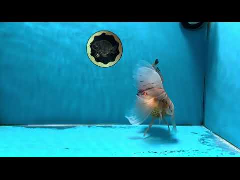 A Grade Orange White Oranda Female 6.5 inches #070425OR_22