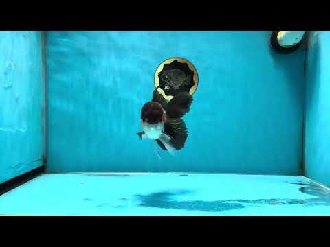 A Grade Tricolor Oranda Male 4.5 inches #050225OR_08