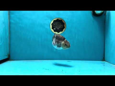 A Grade Kirin Polkadot LionQueen 4-4.5 inches #053025LC_05