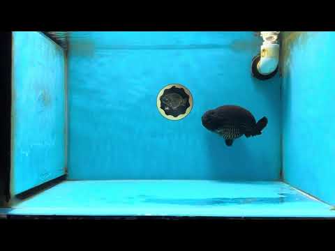 AAA Grade Strong Body Structure Godzilla Black LionQueen 5 inches #051625LC_07