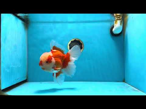 AAA Grade Red White Oranda Male 6.5 inches #080125OR_08