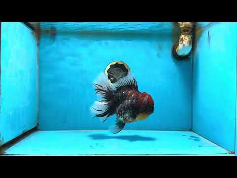 AAA Grade Godzilla Kirin Oranda Female 6.5-7 inches #090525OR_11