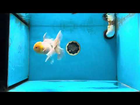 A Grade Fluffy White Oranda Male 5.5 inches #041825OR_10