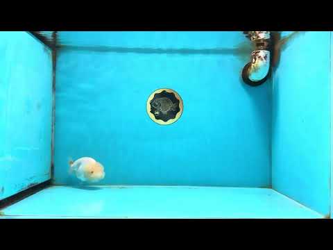 A Grade White LionQueen 3.5-4 inches #112825LC_05