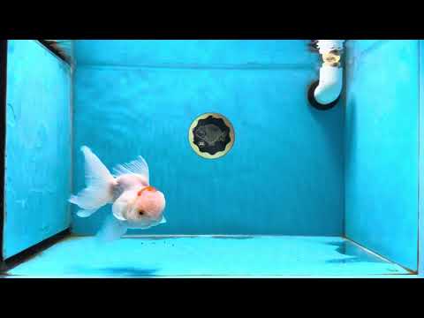 A Grade Beauty Orange White Oranda Male 4.5-5 inches #022825OR_06