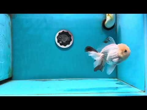 A Grade White Panda Oranda Male 4.5 inches #111524OR_25