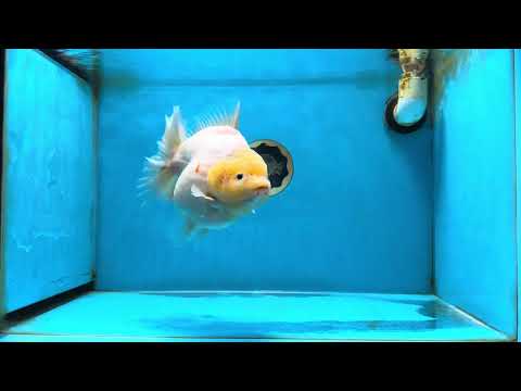 SHOW GRADE Godzilla Sakura Yuanbao Male 6 inches #050925YB_24