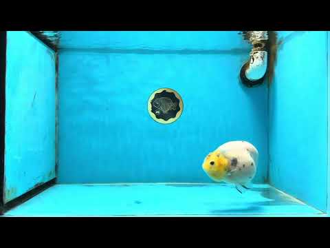 UNIQUE A Grade Chinese Cow Ranchu Female 4.5 inches #102425RC_04