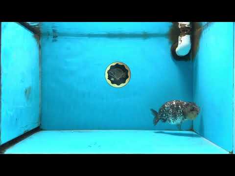 AAA Grade White Tiger LionQueen 5-5.5 inches #091225LC_08