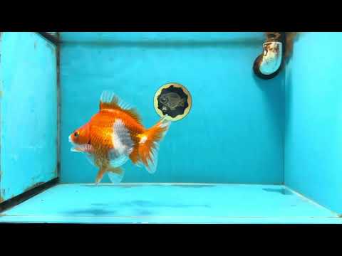 A Grade Red White Ryukin Female 5.5 inches #111425RK_05