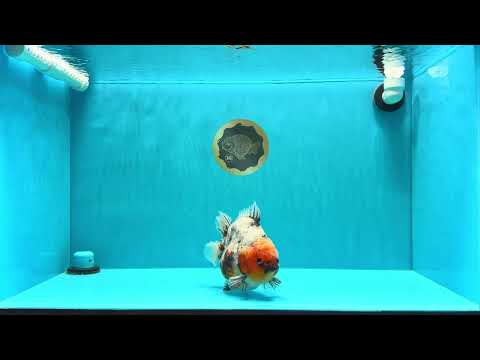 A Grade Godzilla Marble Yuanbao Male 6 inches #022726YB_03