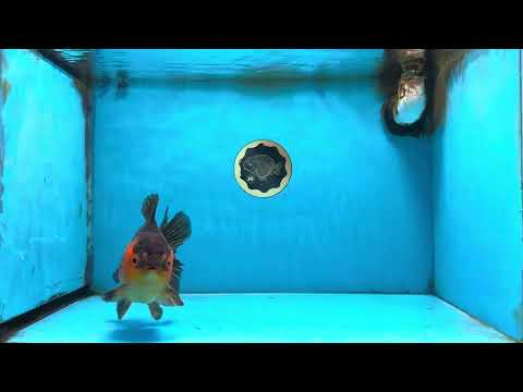 A Grade Apache Yuanbao Male 5 inches #091925YB_17