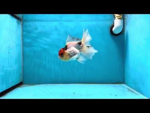 Tancho Tricolor Oranda Male 4.5 inches #011725OR_05