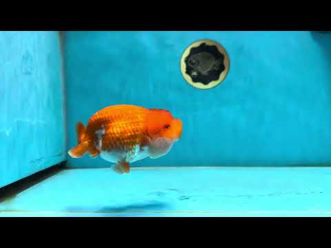 A Grade Red White LionQueen 4.5 inches #062725LC_06