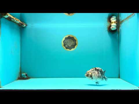 A Grade Tiger Blue Base Ranchu Female 4.5 inches #081426RC_21