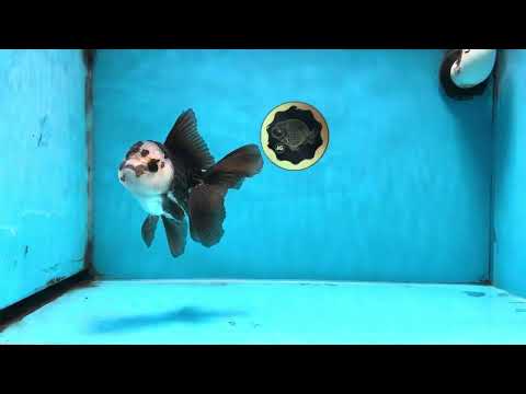 A Grade Panda Oranda Male 5 inches #100325OR_22