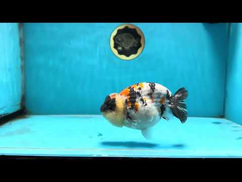 A Grade Special Tricolor LionKing 4.5-5 inches #100325LC_07