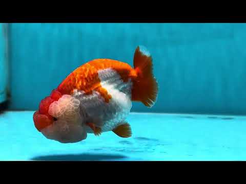 THE BEST AAA Grade Red White LionQueen 4.5 inches #042525LC_15