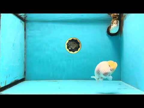 A Grade Red White LionQueen 4 inches #103125LC_21