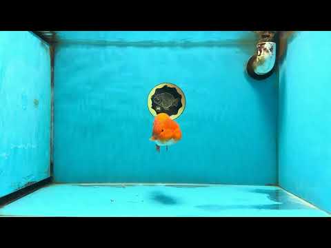 A Grade Red White LionQueen 4.5 inches #120525LC_14