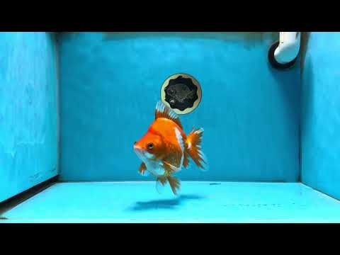 AAA Grade Ryukin Red White Female 5.5 inches #070425RK_02