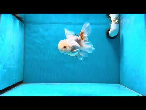 A Grade &quot;Shiro&quot; Orange White Oranda Female 5 inches #022125OR_20