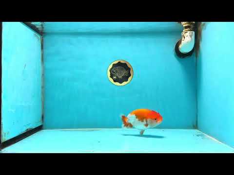 AAA Grade Red White LionQueen 4-4.5 inches #101725LC_04