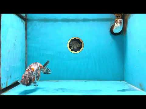 A Grade Tricolor Ranchu Male 5.5 inches #110725RC_14