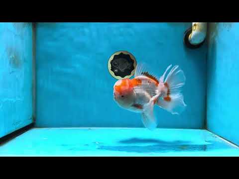 AAA Grade Red White Oranda Male 6.5 inches #051625OR_33