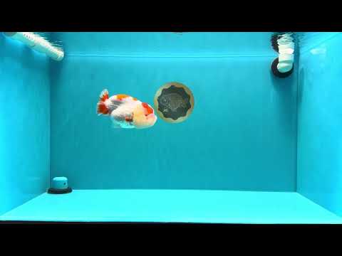 AAA Grade Kohaku LionQueen 4.5 inches #030626LC_01