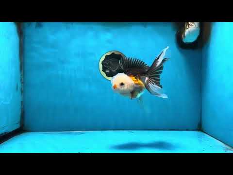 Tricolor Oranda Male 5 inches #091925OR_05