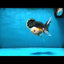 Tricolor Oranda Male 5 inches #091925OR_05