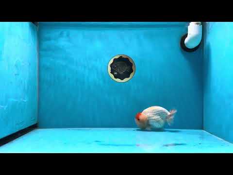 A Grade Tancho Crown LionKing 4.5 inches #020725LC_13