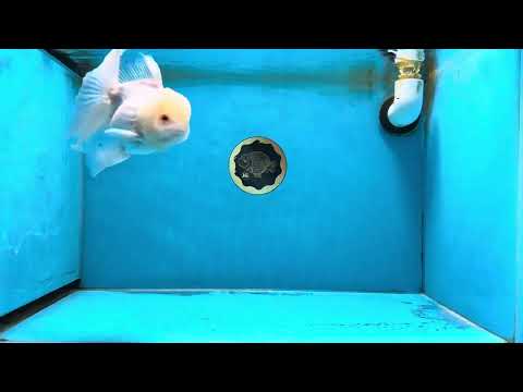 A Grade Snow White Oranda Male 5.5 inches #070425OR_16