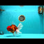 FLUFFY-TAIL AAA Grade Tiger Oranda Female 7-7.5  inches #100226OR_32