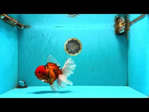 FLUFFY-TAIL AAA Grade Tiger Oranda Female 7-7.5  inches #100226OR_32