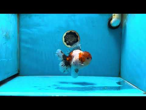 AAA Grade Godzilla Calico Sakura Button Eyes Oranda Male 5 inches #051625OR_17