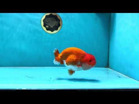 AAA Grade Red White LionKing 4-4.5  inches #053025LC_12