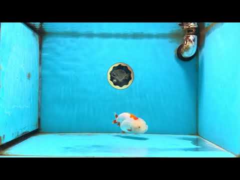 A Grade Red White LionQueen 4 inches #121225LC_07