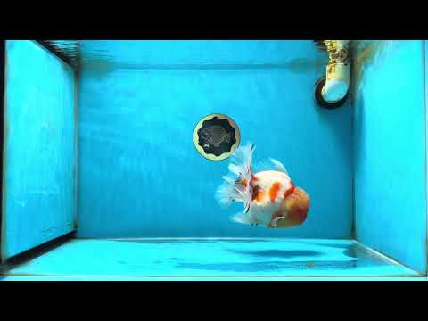 AAA Grade Godzilla Kohaku Sakura Oranda Male 5-5.5 inches #050925OR_56