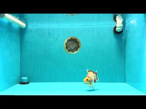 AAA Grade Red White Ryukin Female 4 inches #022726RK_17