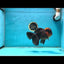 A Grade Lava Crown Head Oranda Male 6 inches #011025OR_10