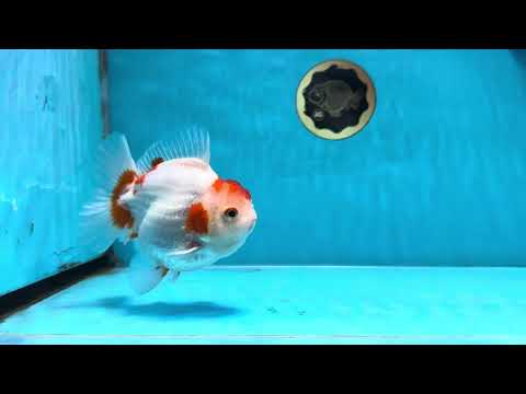 AAA Grade Red White Yuanbao Male 5 inches #100325YB_02